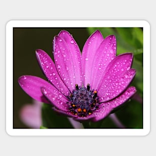 Purple Daisy. Sticker